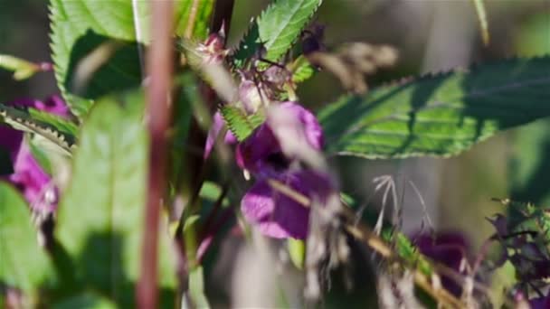 Pink flowers — Stock Video