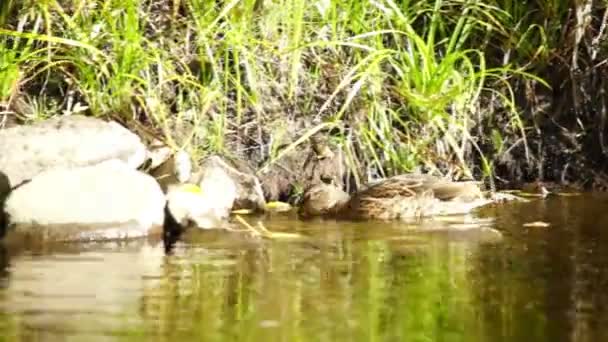 Ente am See — Stockvideo