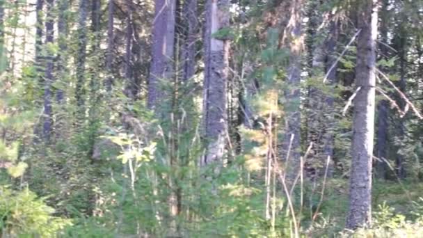 森林 — 图库视频影像