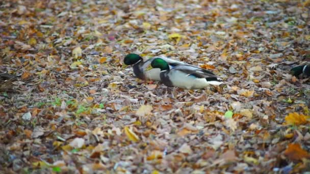 Ankor promenader i skogen — Stockvideo