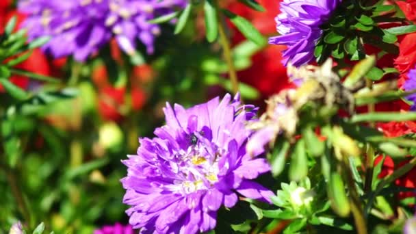 Flores de pradera — Vídeos de Stock