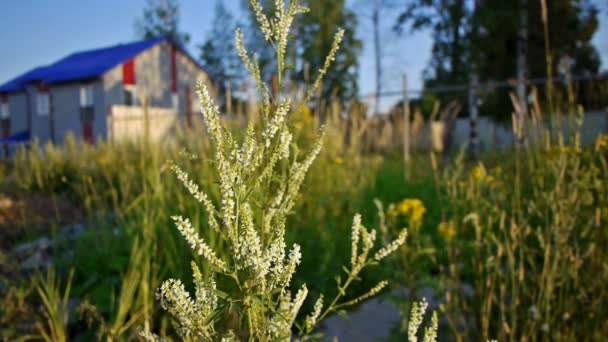 Blommor sommar äng — Stockvideo