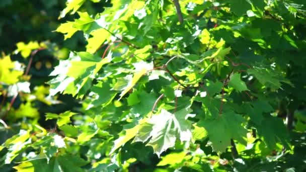 Maple tree leaves — Stock Video