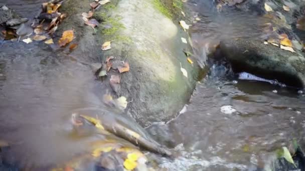 River with  rocks — Stock Video