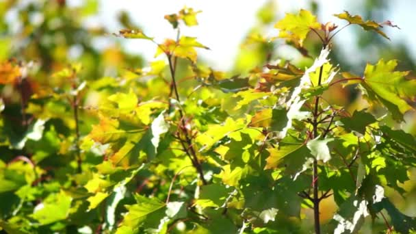 Feuilles d'érable 