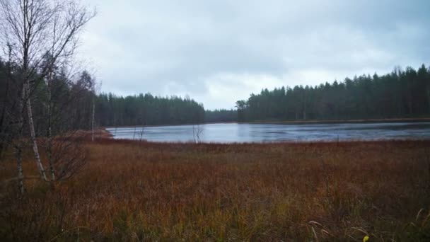 Autumn forest and river — Stock Video