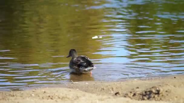 Kaczki w rzece — Wideo stockowe