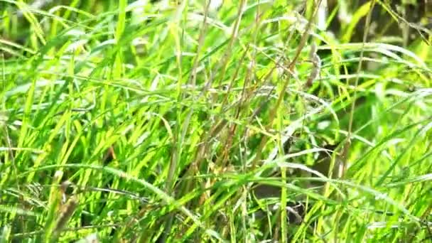 Padang rumput musim panas — Stok Video