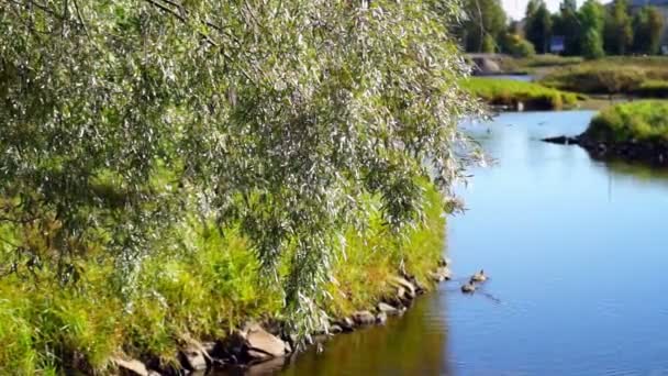 Wierzby w pobliżu rzeki — Wideo stockowe