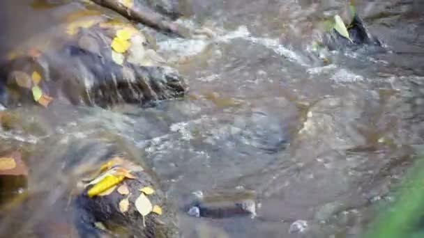 Hızlı nehrin akış — Stok video