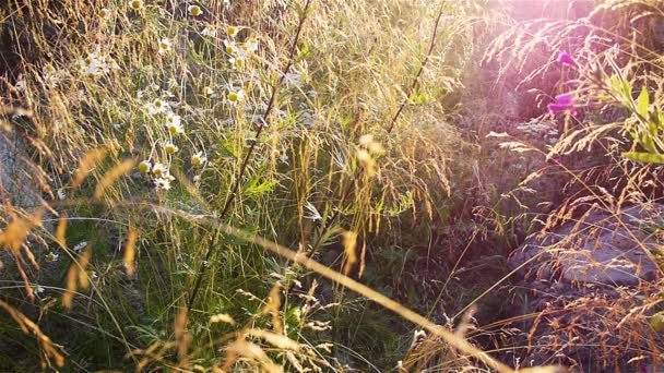 Pradera de verano — Vídeos de Stock