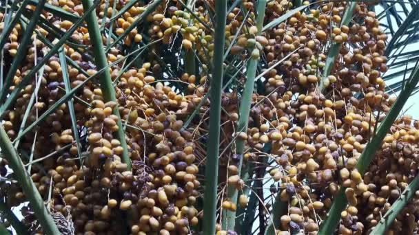Date-palm with fruits — Stock Video