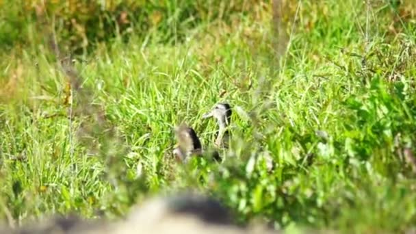 Canard mangeant de l'herbe 