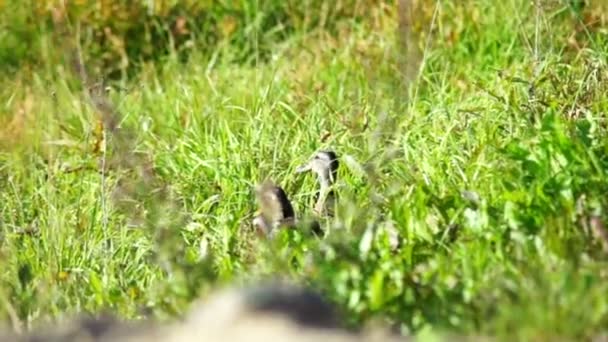 Pato comiendo hierba — Vídeos de Stock