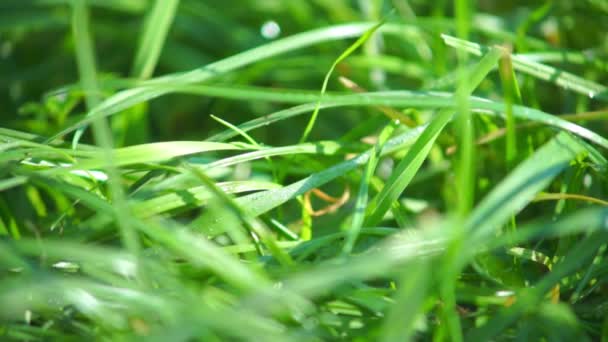 Green grass — Stock Video