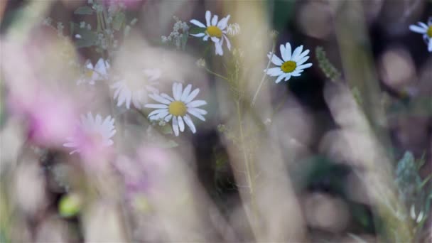 Flores de camomila — Vídeo de Stock