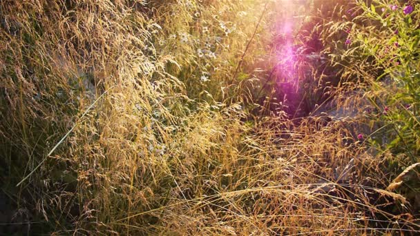 Campo al atardecer — Vídeos de Stock