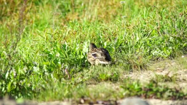 Eend wandelen — Stockvideo