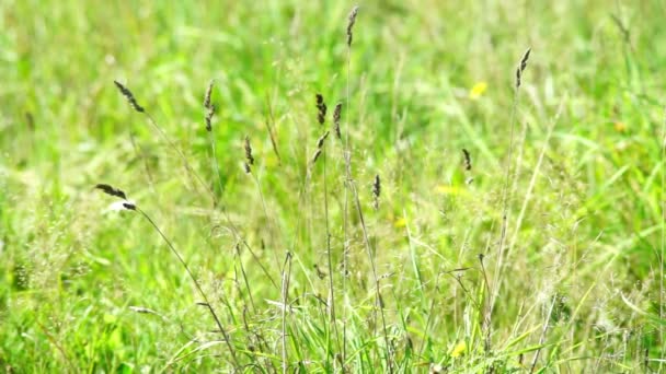 Pradera de verano — Vídeos de Stock