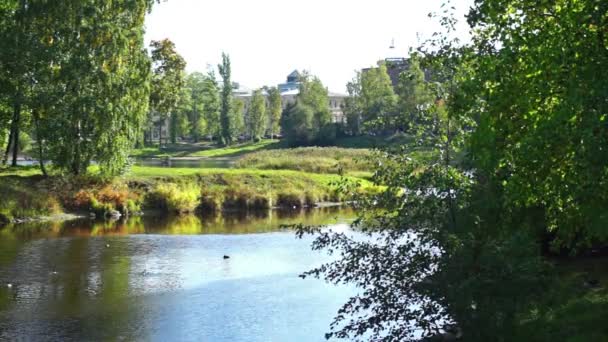 Canards dans la rivière — Video