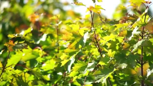 Maple tree leaves — Stock Video