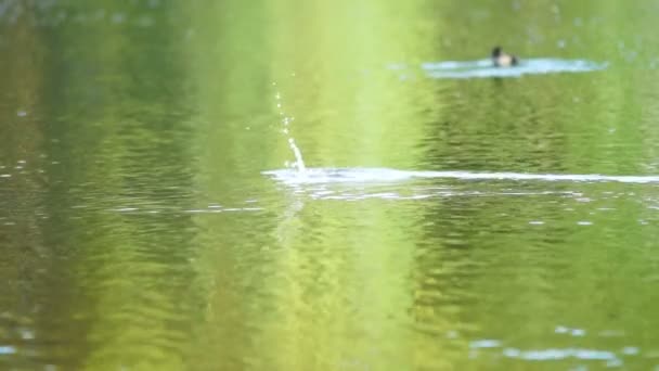 Pato buscando peces — Vídeos de Stock