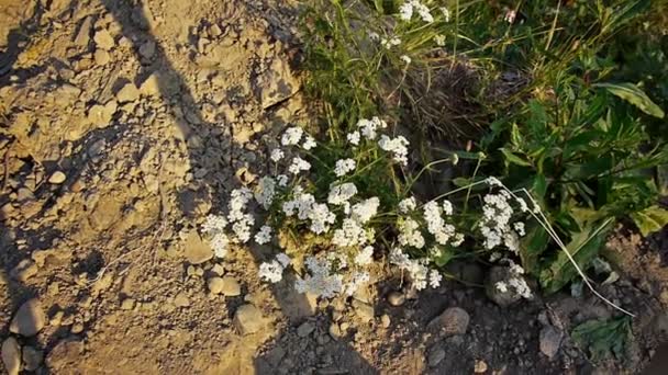 Summer meadow flowers — Stock Video