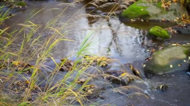 Flujo rápido del río — Vídeos de Stock