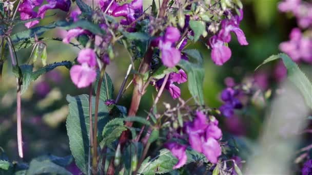 Flores rosadas — Vídeos de Stock