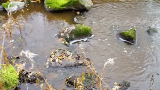 Листья в реке — стоковое видео