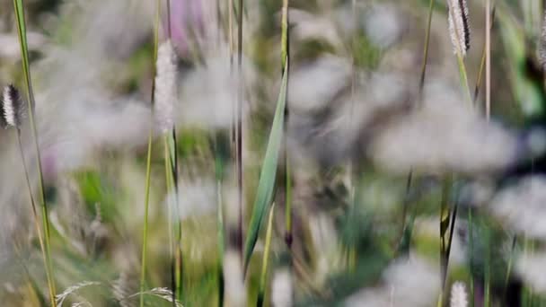 Pradera de verano — Vídeos de Stock