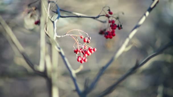 Árbol con bayas — Vídeos de Stock