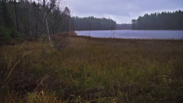 Forêt au bord de la rivière 