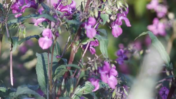 Fleurs roses 