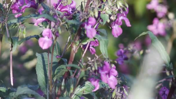 Flores cor de rosa — Vídeo de Stock