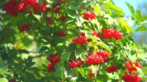 Guelder τριαντάφυλλο — Αρχείο Βίντεο