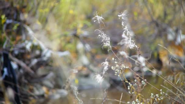 Белые ивовые травы — стоковое видео