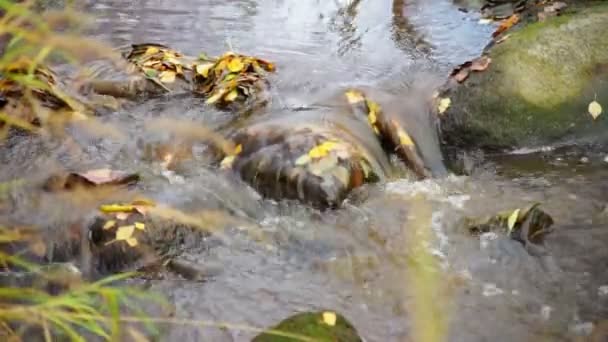 River rapid — Stock Video