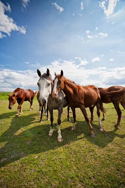 Gather of four horses on a farm — Stock Photo, Image