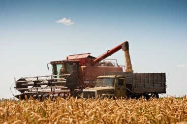 buğday hasat birleştirmek.