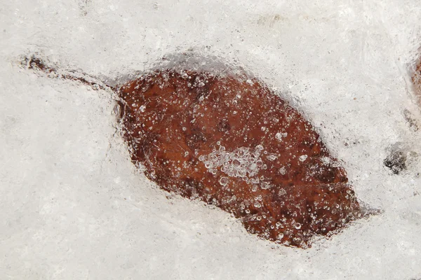 Hoja congelada en hielo — Foto de Stock