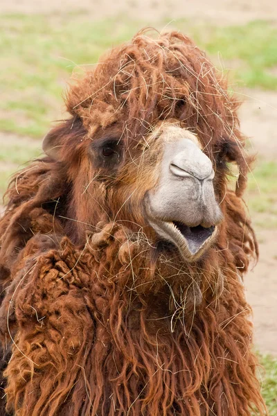 Портрет смешного верблюда крупным планом — стоковое фото