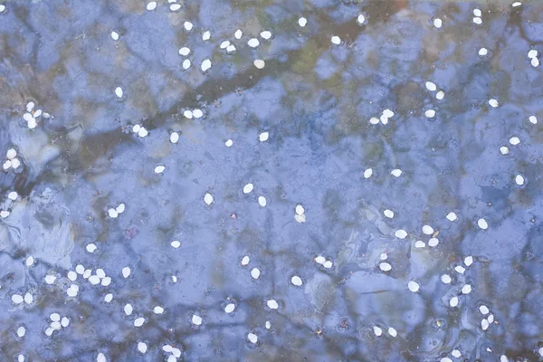 Pétalos de flores en el agua — Foto de Stock