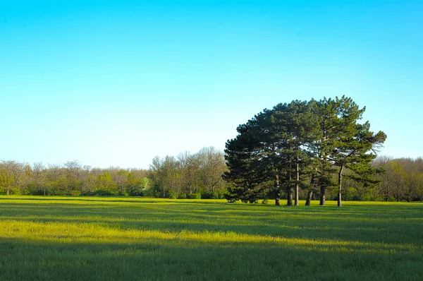 Groep bomen op weide — Stockfoto