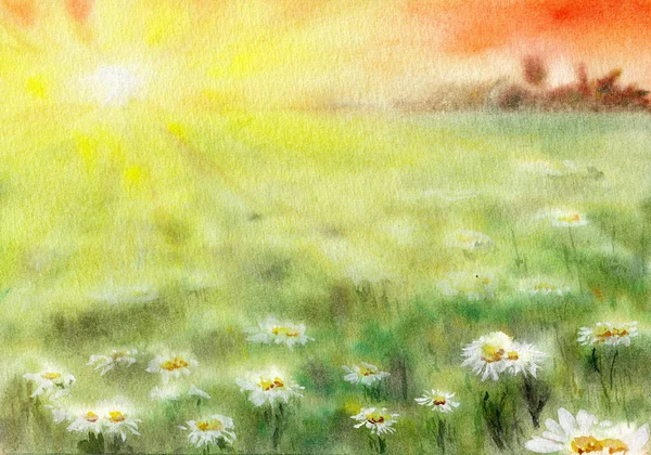 白いカモミールと太陽の輝きがたくさんある牧草地 白書に水彩画の手描き — ストック写真