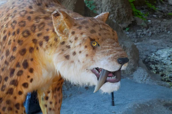 Modelo Animado Tamanho Real Reconstruído Tigre Dentes Sabre Novo Maior — Fotografia de Stock