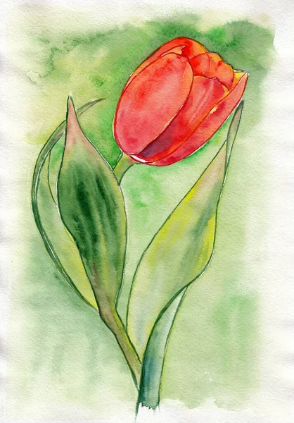 单瓣诱人的郁金香花在绿色的背斜上 手绘水彩画在纸纹理上 栅格位图图像 — 图库照片
