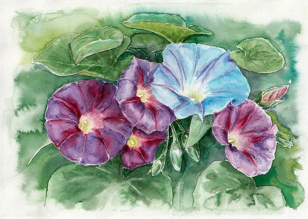 Grupo Atrai Flores Ipomoea Entre Folhas Aquarelas Desenhadas Mão Texturas — Fotografia de Stock