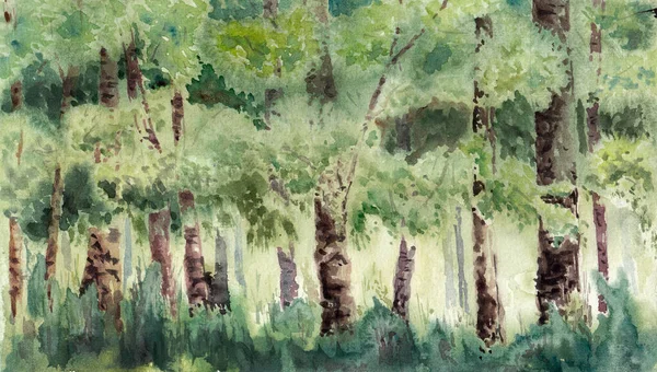 Ландшафт Багатьох Дерев Лісі Листям Проміжок Між Стовбурами Панорамний Формат — стокове фото