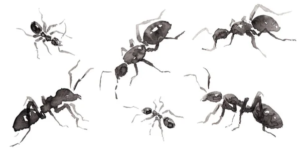 Set Avec Six Différentes Formes Fourmis Isolées Sur Blanc Encre — Photo